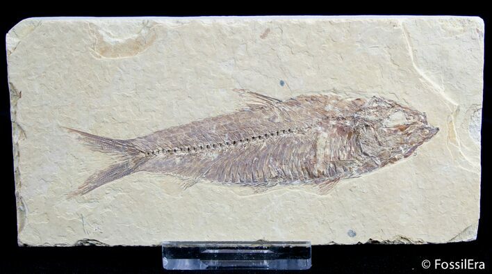 Beautiful Inch Knightia Fossil Fish #2570